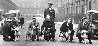 Klasyczne zdjecie z Crufts'a 1939. Od lewej: F. Roberts i Coronation Scott, H. Melling i Tough Guy, H.N. Beilby i Midnight Gift, J. Dunn i Lady Eve oraz J. Mallen i Gentleman Jim. Sdzia: H. Pegg.