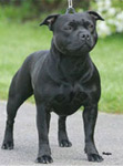 black brindle