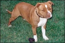 pink nose staffy